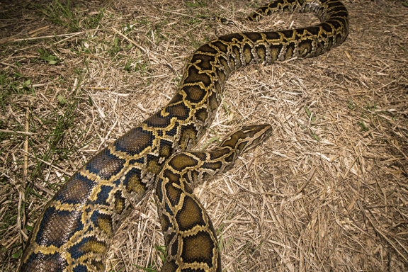 Burmese Python vs Alligator: Predator Encounters