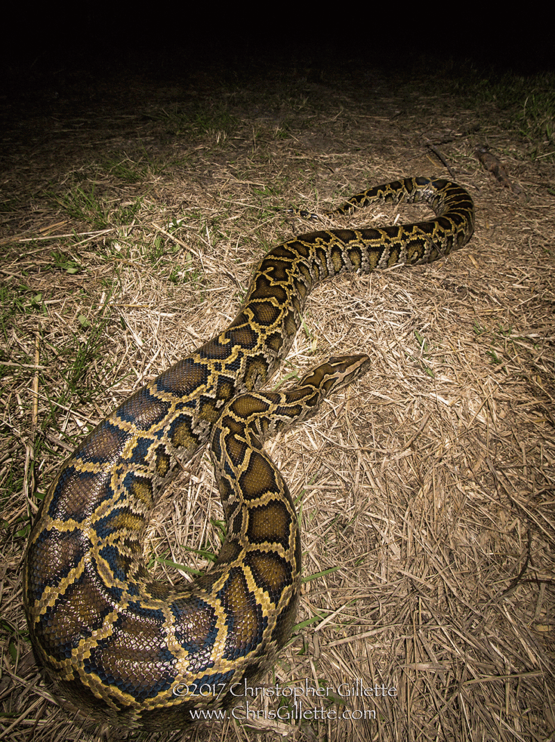 Burmese Python vs Alligator: Predator Encounters