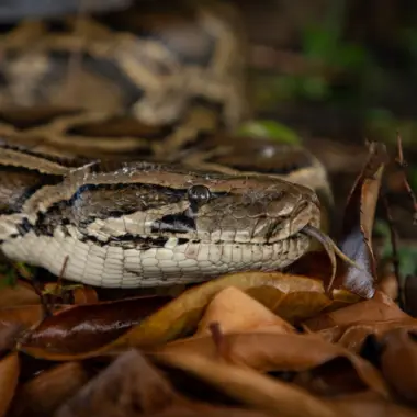 Burmese Python vs Ball Python: Species Comparison