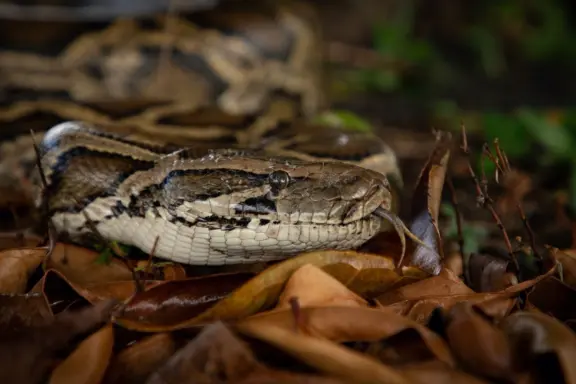 Burmese Python vs Ball Python: Species Comparison