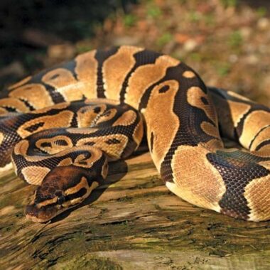 Burmese Python vs Reticulated Python: Key Facts