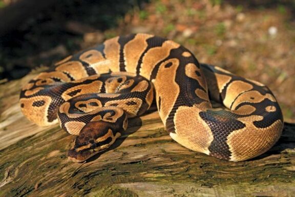 Burmese Python vs Reticulated Python: Key Facts