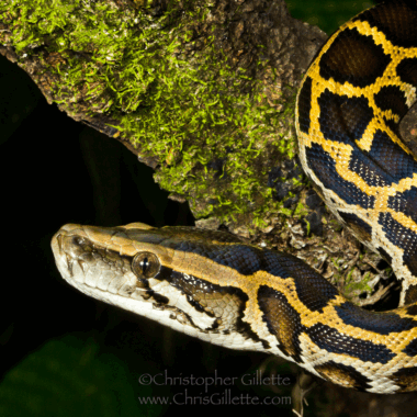 Burmese Python vs Rock Python: Species Comparison