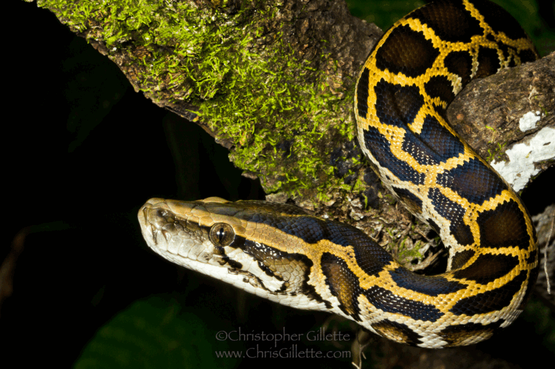 Burmese Python vs Rock Python: Species Comparison