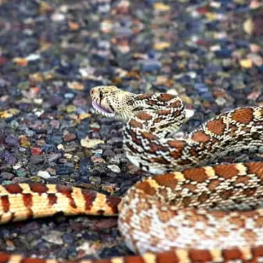 California Gopher Snake: Guide to Our Native Species