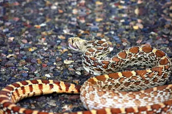 California Gopher Snake: Guide to Our Native Species