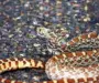 California Gopher Snake: Guide to Our Native Species