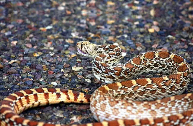 California Gopher Snake: Guide to Our Native Species