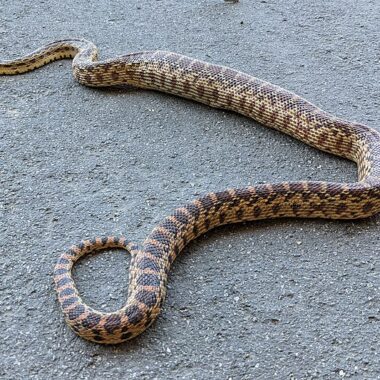 California Gopher Snake Range: Habitat Map