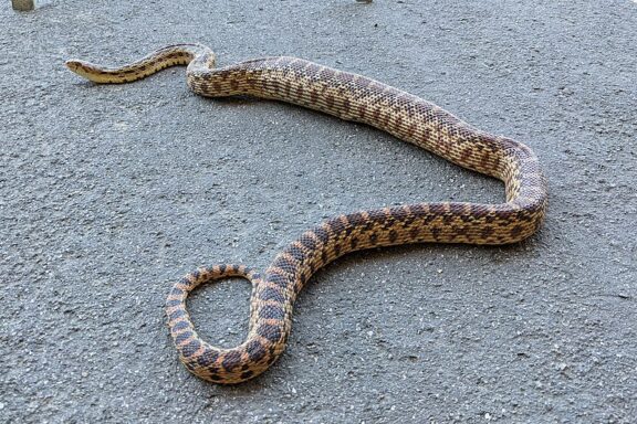 California Gopher Snake Range: Habitat Map