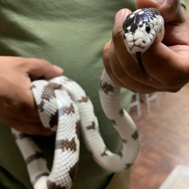 California King Snake as Pet: Perfect Companion Guide