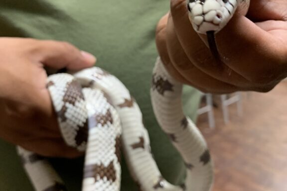 California King Snake as Pet: Perfect Companion Guide