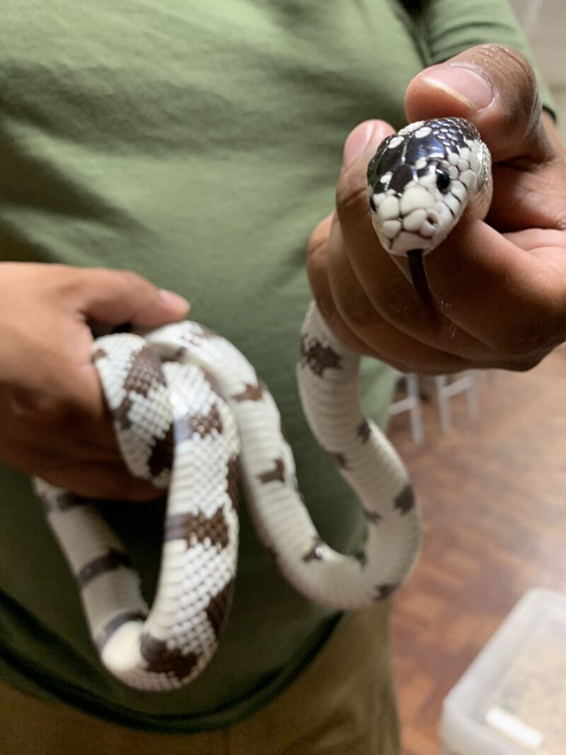 California King Snake as Pet: Perfect Companion Guide