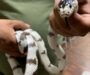 California King Snake as Pet: Perfect Companion Guide