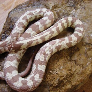 California King Snake Care: Owner's Guide