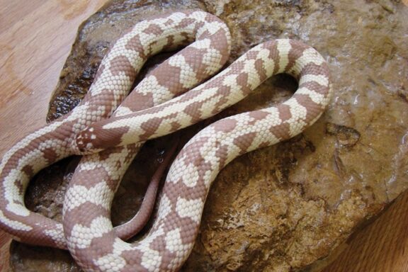 California King Snake Care: Owner's Guide