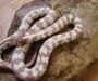 California King Snake Care: Owner’s Guide