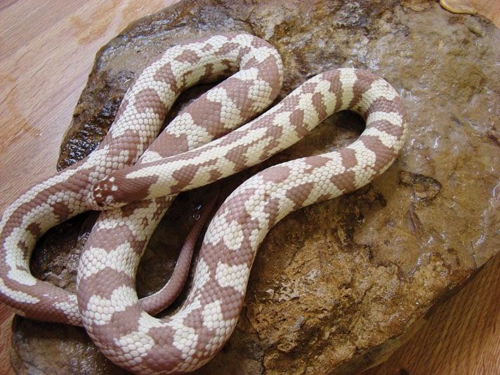 California King Snake Care: Owner's Guide