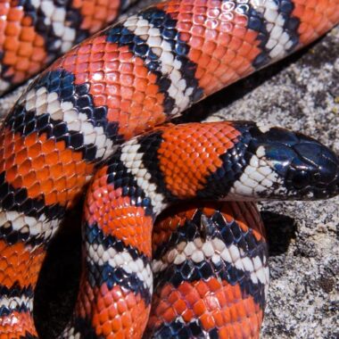 California King Snake: Pacific Coast Guide