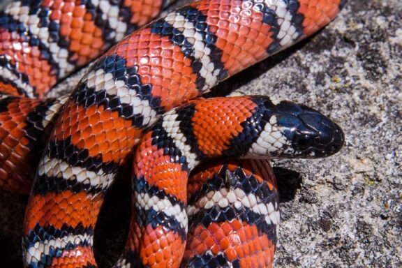 California King Snake: Pacific Coast Guide