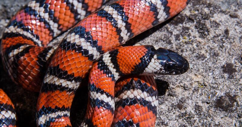 California King Snake: Pacific Coast Guide