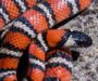 California King Snake: Pacific Coast Guide