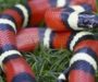 California King Snake vs Coral Snake: Key Differences