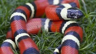 California King Snake vs Coral Snake: Key Differences