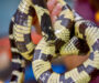 California King Snakes: Active Hours Guide