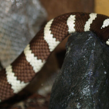 California King Snakes: Non-Venomous Pet Facts