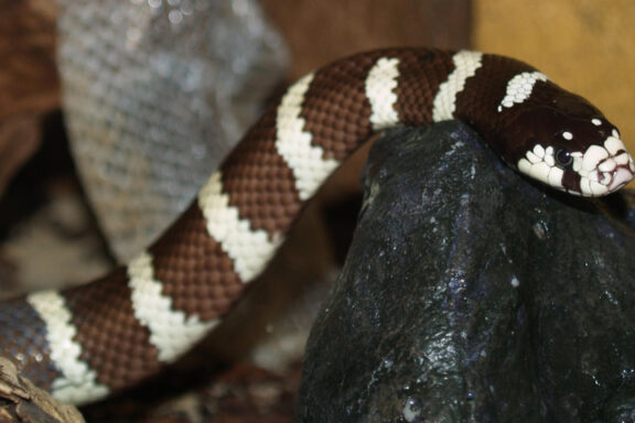 California King Snakes: Non-Venomous Pet Facts