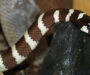 California King Snakes: Non-Venomous Pet Facts