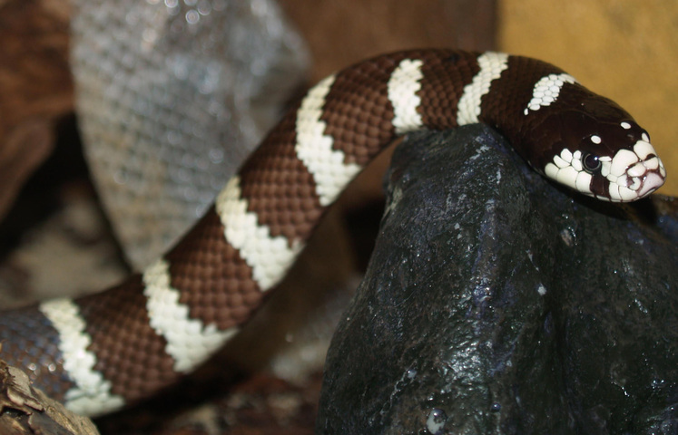 California King Snakes: Non-Venomous Pet Facts