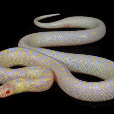 California Kingsnake Albino: Beauty in White & Yellow