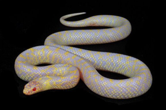 California Kingsnake Albino: Beauty in White & Yellow