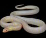 California Kingsnake Albino: Beauty in White & Yellow