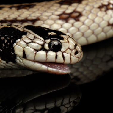 California Kingsnake Care: Essential Tips