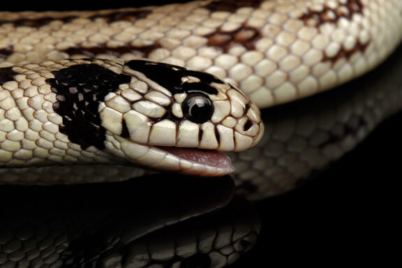 California Kingsnake Care: Essential Tips