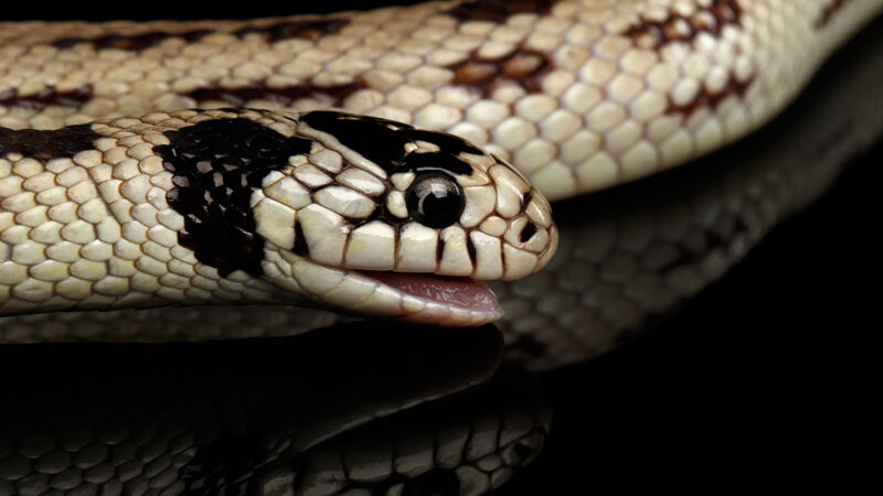 California Kingsnake Care: Essential Tips