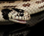 California Kingsnake Care: Essential Tips