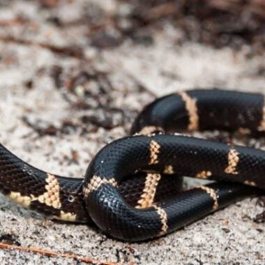 California Kingsnake Colors: Natural Pattern Guide