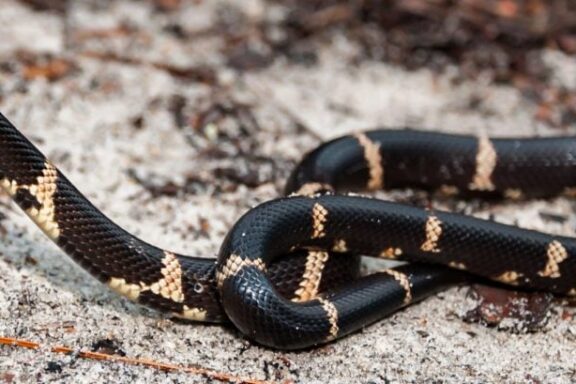 California Kingsnake Colors: Natural Pattern Guide