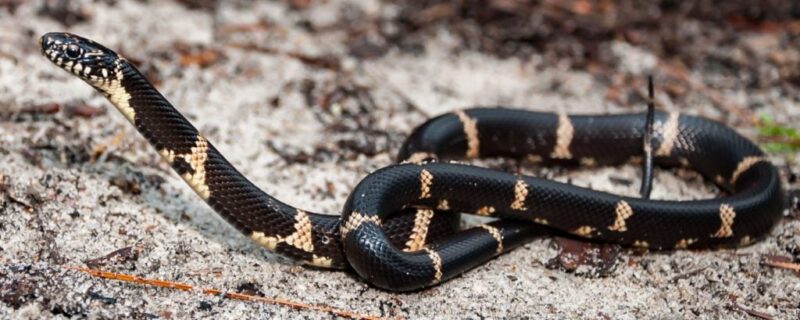 California Kingsnake Colors: Natural Pattern Guide