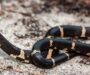 California Kingsnake Colors: Natural Pattern Guide