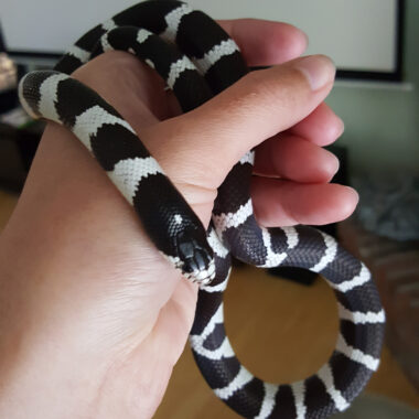 California Kingsnake Diet: Feeding Guide