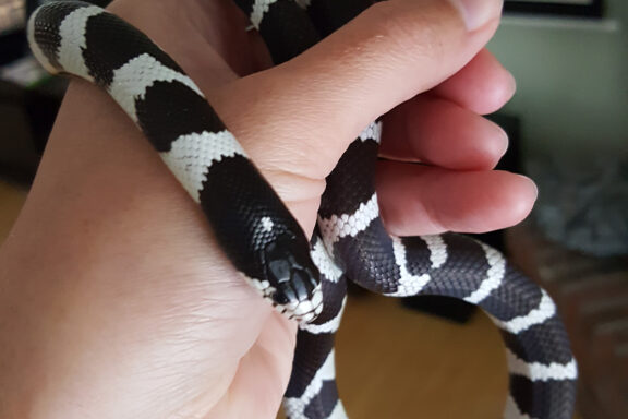 California Kingsnake Diet: Feeding Guide