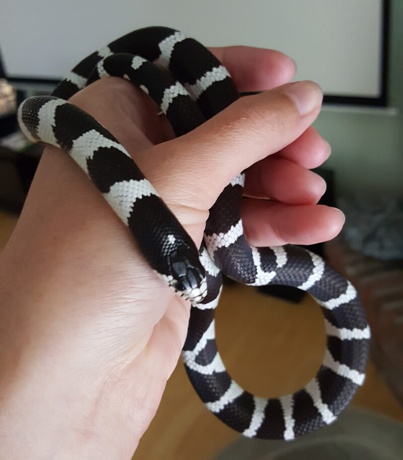 California Kingsnake Diet: Feeding Guide