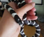 California Kingsnake Diet: Feeding Guide