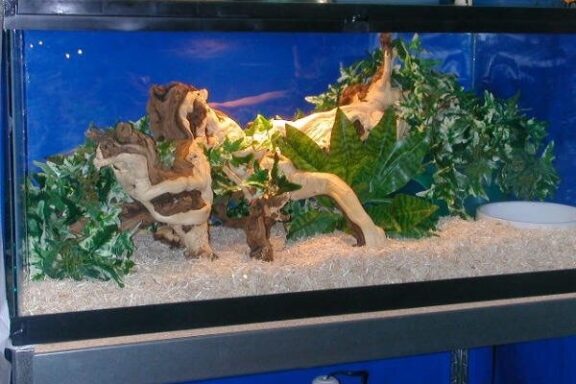 California Kingsnake Enclosure: Setup for Success