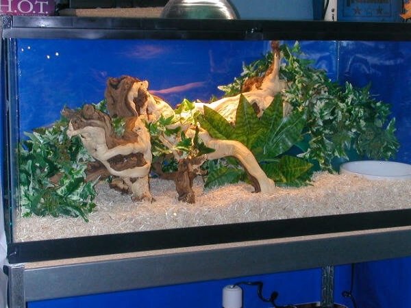 California Kingsnake Enclosure: Setup for Success